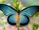 African butterfly Giant Blue Swallowtail, Papilio zalmoxis on Pink flowering Snapdragons