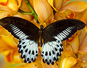 Papilio poymnestor