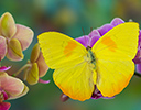 Sulphur butterfly Phoebis philea