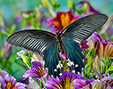 Papilio alemenor f. leucocelis