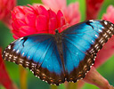 Blue Morpho butterfly on Ginger