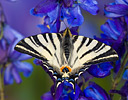 Southern Swallowtail buttefly from Europe