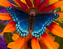 Red Spotted Purple Butterfly