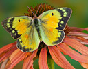 Alfalfa butterfly on cone flower