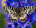 Southern Festoon butterfly
