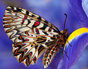 Southern Festoon butterfly