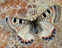 Archon apolinus butterfly