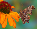 Comma butterfly on Cone Flower