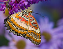 Cethosia bibilis butterfly