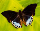 Charaxes butterfly from Africa