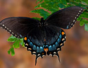 Eastern Tiger Swallowtail black version