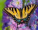 Female Eastern Tiger Swallowtail butterfly
