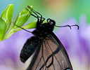 Eastern Tiger Swallowtail black version
