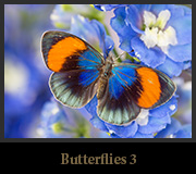Butterflies3