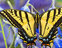 Two-tailed Swallowtail, Papilio multicaudata