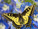Anise Swallowtail, Papilio zelicaon