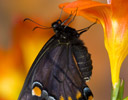 Black version of Eastern Tiger Swallowtail