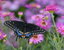 Black Swallowtail Female