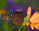 Queen Butterfly -Danaus gilippus on Orange Daisy, Sammamish, Wa.