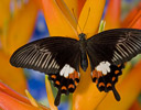 Female Papilio polytes - Common Mormon