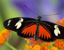 Heliconius doris Butterfly