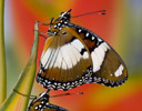 Hypolimnas misippus Butterfly Pair