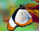 Hypolimnas usambara - Red Spot Diadem Butterfly