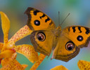 Junonia almana - Peacock Pansy Butterfly