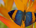 Kallima inachus - Orange Dead Leaf Butterfly