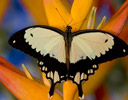 Male Papilio dardanus - Mocker Swallowtail Butterfly