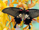 Female Papilio memnon - Great Mormon Butterfly