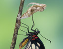 Just eclosed Papilio Memnon - Great Mormon Butterfly & Pupea