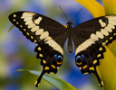 Papilio ophidicephalus - Emperor Swallowtail Butterfly