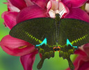 Papilio paris - Paris Peacock Butterfly