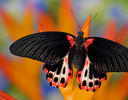 Female Papilio rumanzovia - Scarlet Mormon Butterfly