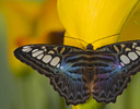 Parthenos sylvia lilacinus - The Blue Clipper Butterfly