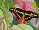 Papilio thoras Butterfly