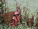 Farm worker with basket on shoulder working the fields Kunming Dongchuan Red Lands, China