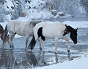 Winter Horse Drive Hideout Ranch, Shell WY.
