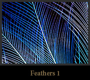 Feathers1