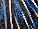 Vulturine Guinea Fowl Feather Design