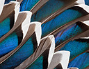Mallard Wing Feather Design