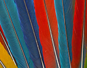 Macaw Tail Feather Design