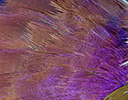 Roufus-crowned Roller feather design