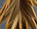 Baikal Teal Feather Design