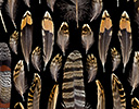 Sun Bittern feather details