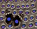 Blue pansy Butterfly and Grey Peacock Feather Design
