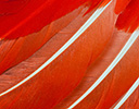 Scarlet Ibis feather design