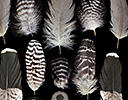 Banded Gymnogene feather display