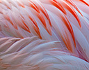 Flamingo Feather Design